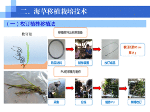 水生生物資源養(yǎng)護先進技術系列連載（五） 海草移植栽培技術
